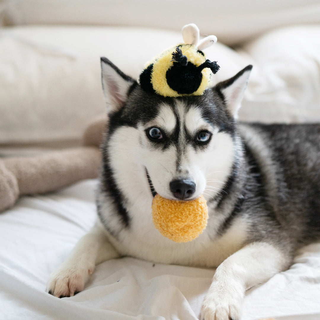 Bee Pop