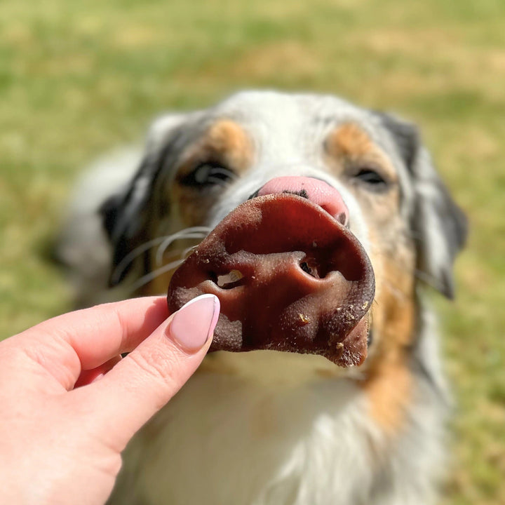 In the Trough - Pork Snouts