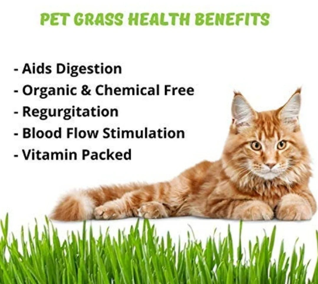 Cat Grass Fish Bones