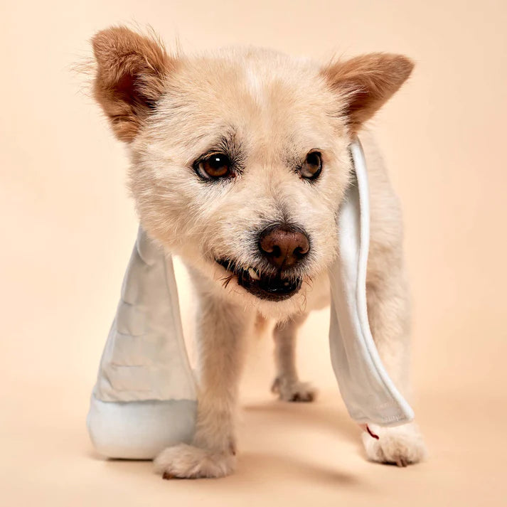 Toilet Paper Nosework Toy