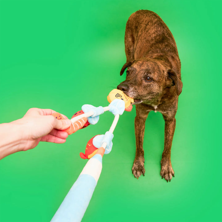 Fishing Nosework & Tug Toy