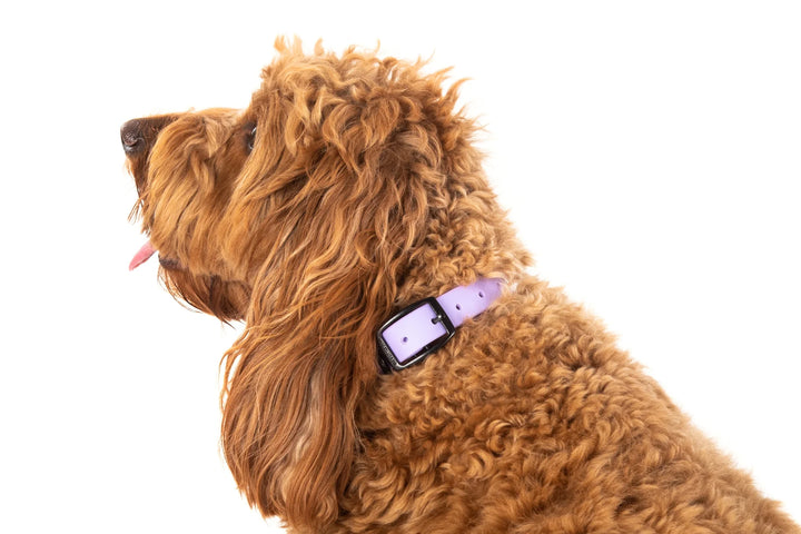 Dog Waterproof Collar | Lavender Dreams