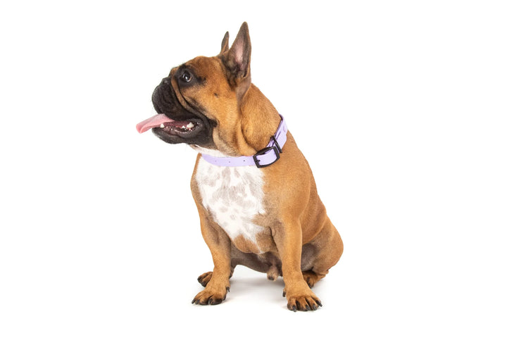 Dog Waterproof Collar | Lavender Dreams