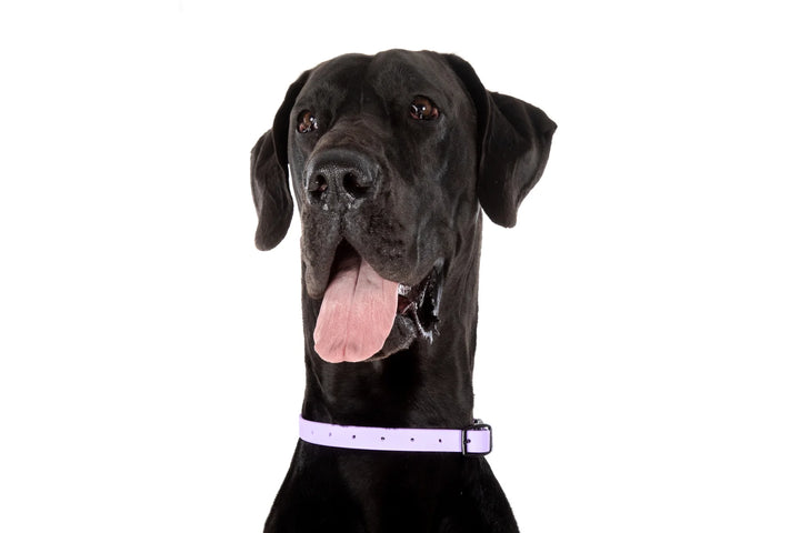 Dog Waterproof Collar | Lavender Dreams