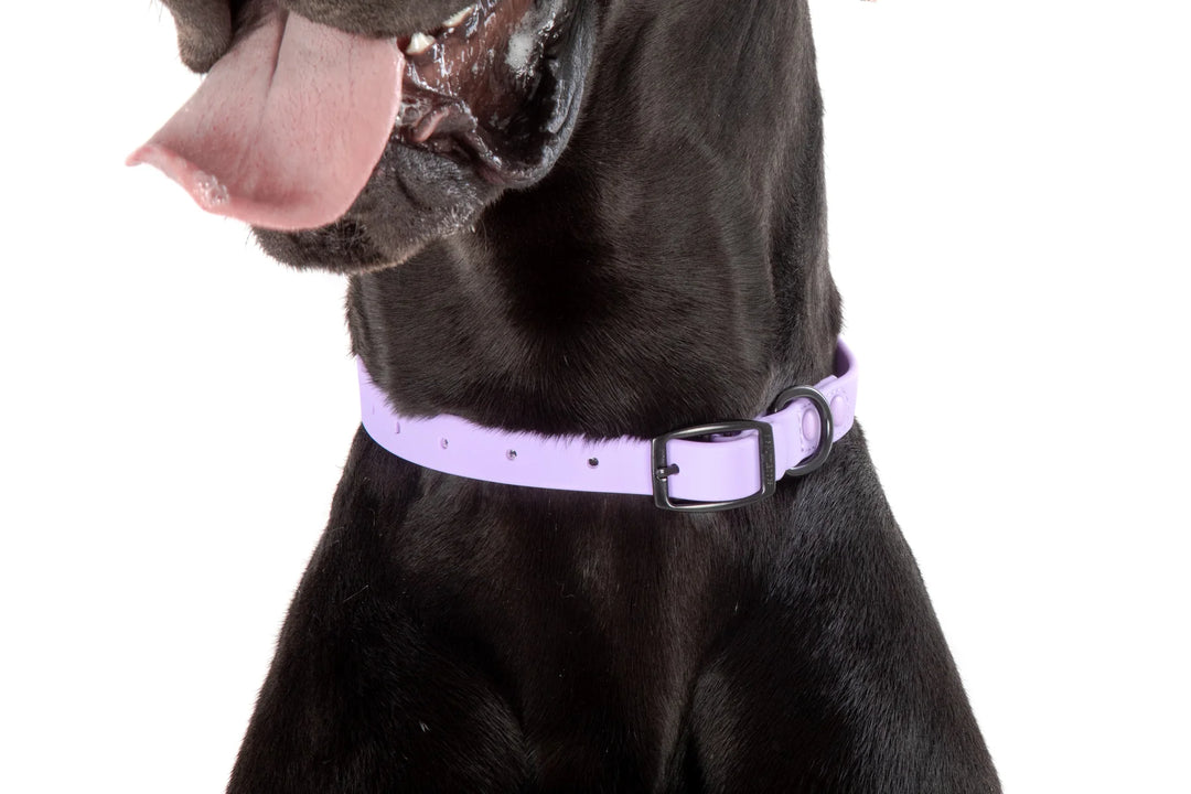 Dog Waterproof Collar | Lavender Dreams