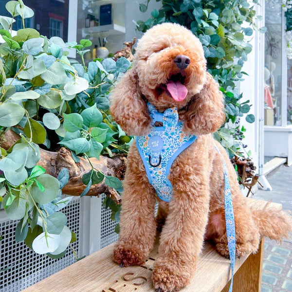 Adjustable Dog Harness | Notting Hill Sky