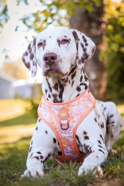 Adjustable Dog Harness | Notting Hill Buttercup