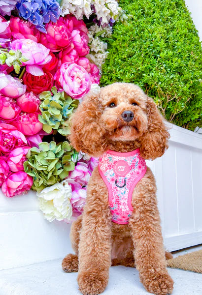 Adjustable Dog Harness | Notting Hill Rosé