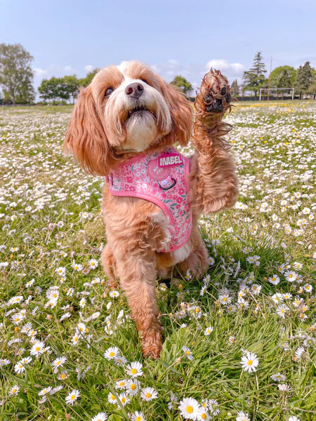 Adjustable Dog Harness | Notting Hill Rosé