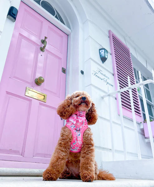 Adjustable Dog Harness | Notting Hill Rosé