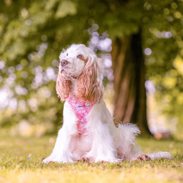 Adjustable Dog Harness | Notting Hill Rosé