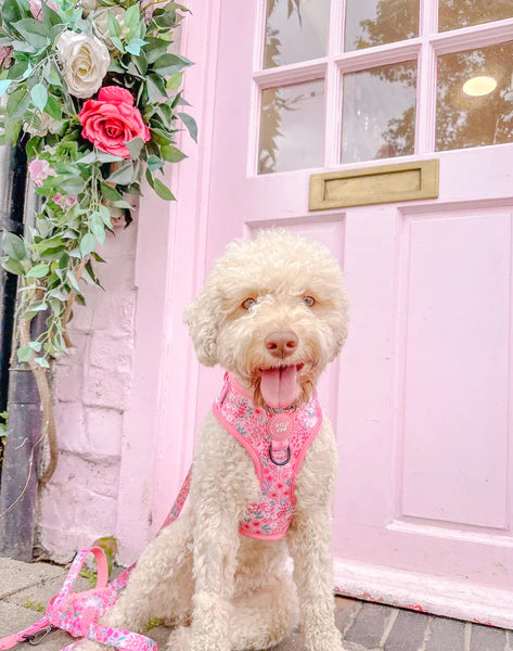 Adjustable Dog Harness | Notting Hill Rosé