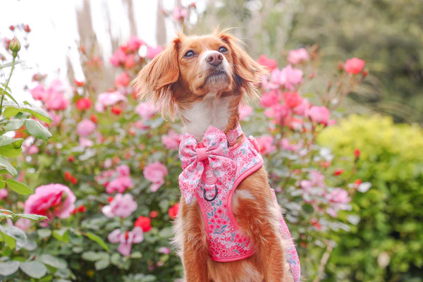 Adjustable Dog Harness | Notting Hill Rosé