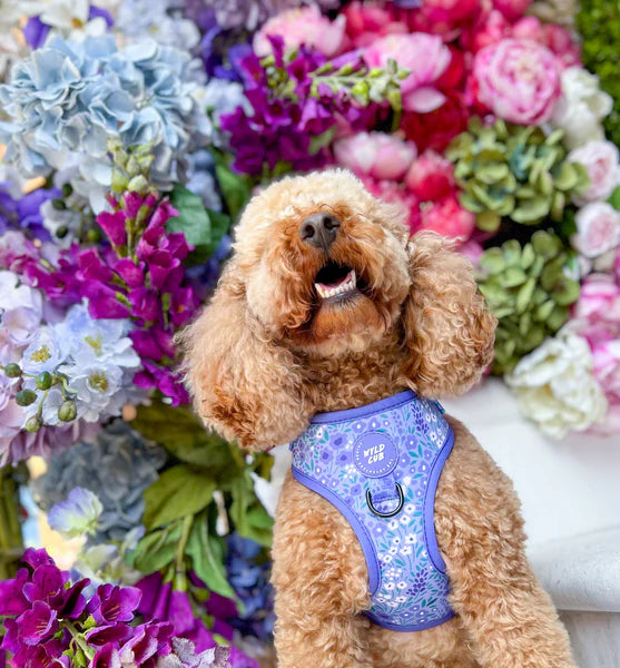 Adjustable Dog Harness | Notting Hill Wisteria