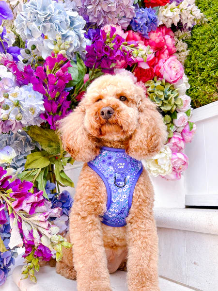 Adjustable Dog Harness | Notting Hill Wisteria