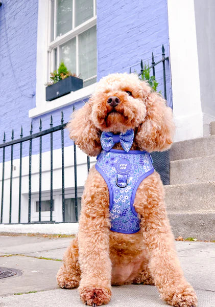 Dog Bow Tie | Notting Hill Wisteria