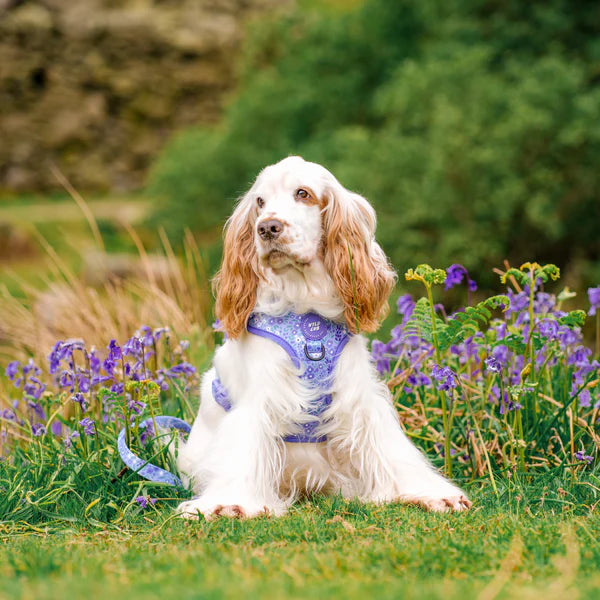 Adjustable Dog Harness | Notting Hill Wisteria