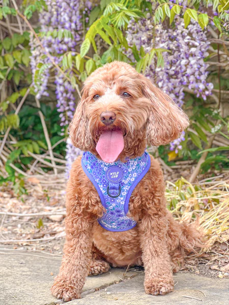 Adjustable Dog Harness | Notting Hill Wisteria