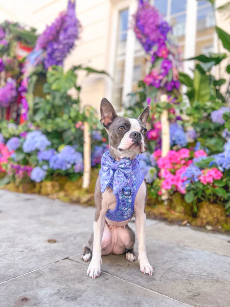 Adjustable Dog Harness | Notting Hill Wisteria