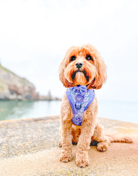 Dog Bow Tie | Notting Hill Wisteria