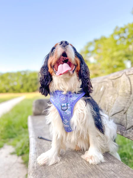 Adjustable Dog Harness | Notting Hill Wisteria