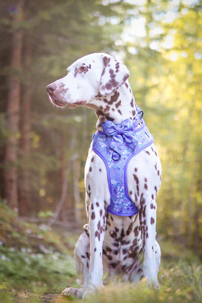 Adjustable Dog Harness | Notting Hill Wisteria