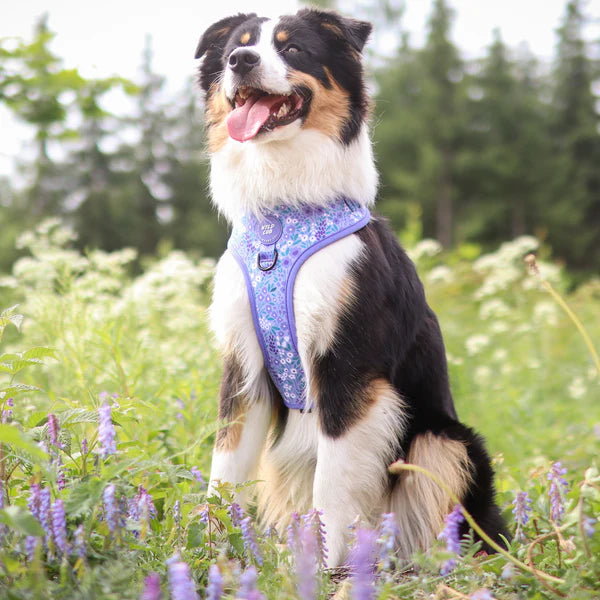 Adjustable Dog Harness | Notting Hill Wisteria