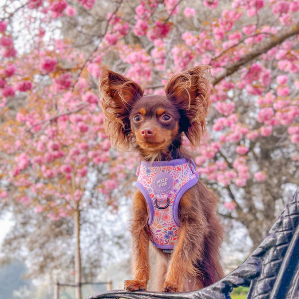 Adjustable Dog Harness | Notting Hill Lilac