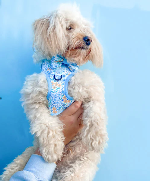 Adjustable Dog Harness | Notting Hill Sky