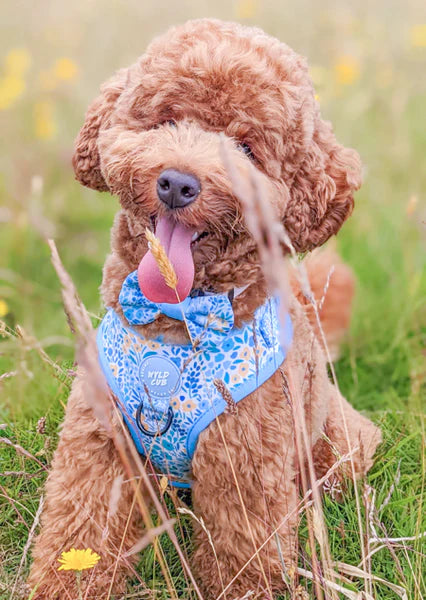 Adjustable Dog Harness | Notting Hill Sky