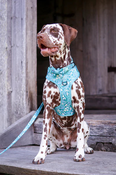 Adjustable Dog Harness | Notting Hill Mint