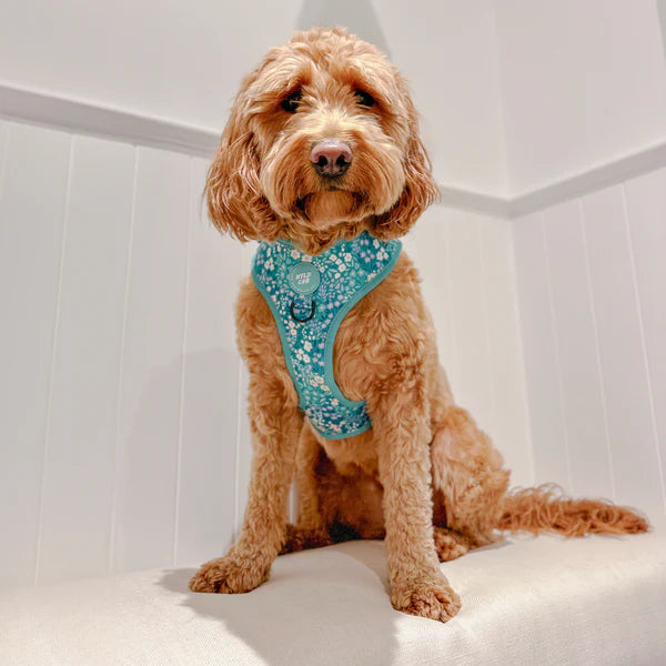 Adjustable Dog Harness | Notting Hill Mint