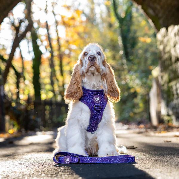 Adjustable Dog Harness | Notting Hill MBlackberry