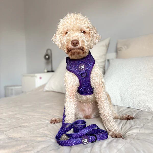 Adjustable Dog Harness | Notting Hill MBlackberry