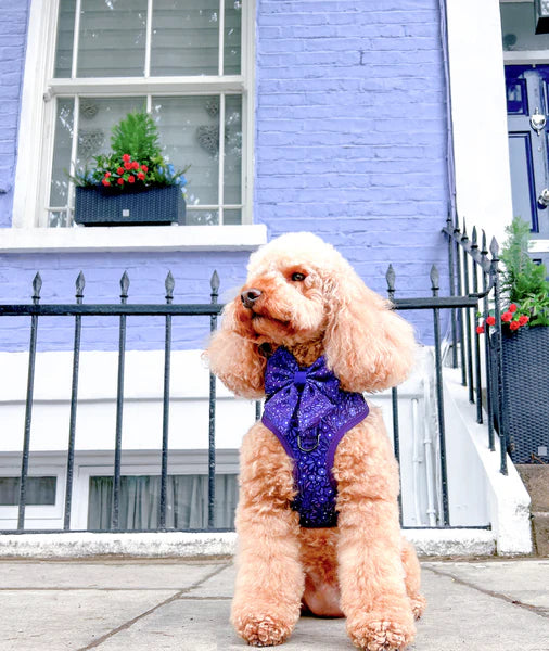 Dog Sailor Bow Tie | Notting Hill Blackberry