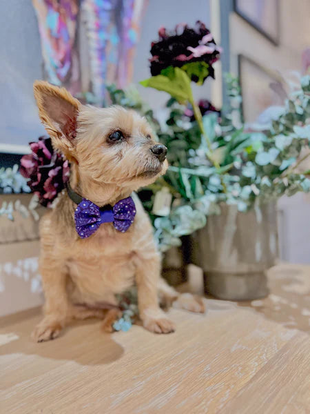 Dog Bow Tie | Notting Hill Blackberry