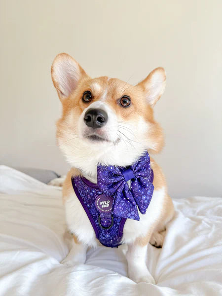 Dog Sailor Bow Tie | Notting Hill Blackberry