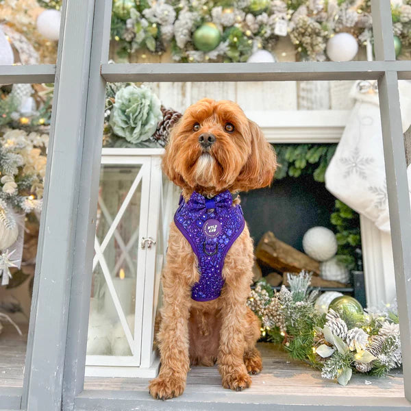 Dog Bow Tie | Notting Hill Blackberry