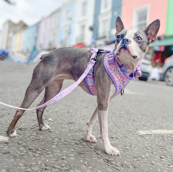 Adjustable Dog Harness | Notting Hill Lilac