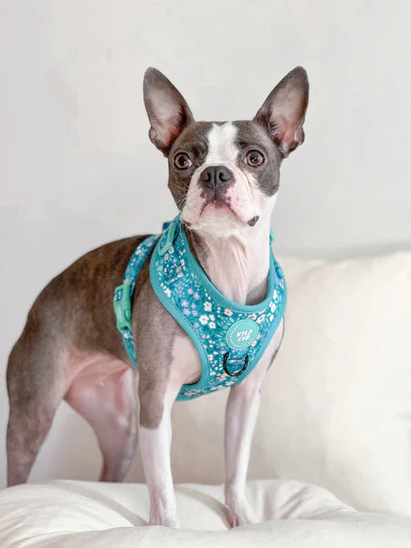 Adjustable Dog Harness | Notting Hill Mint