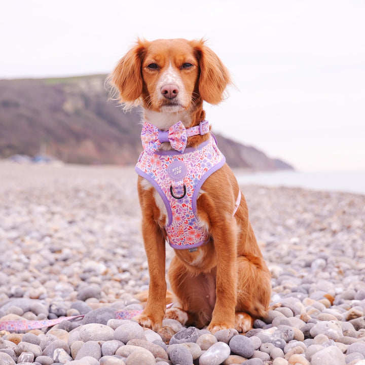 Adjustable Dog Harness | Notting Hill Lilac