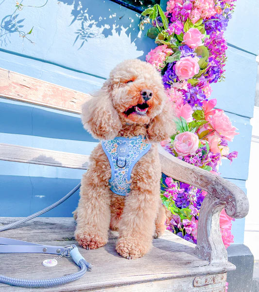 Adjustable Dog Harness | Notting Hill Sky