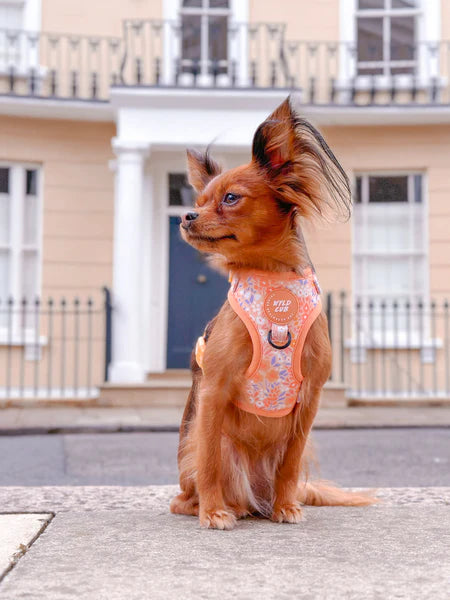 Adjustable Dog Harness | Notting Hill Buttercup