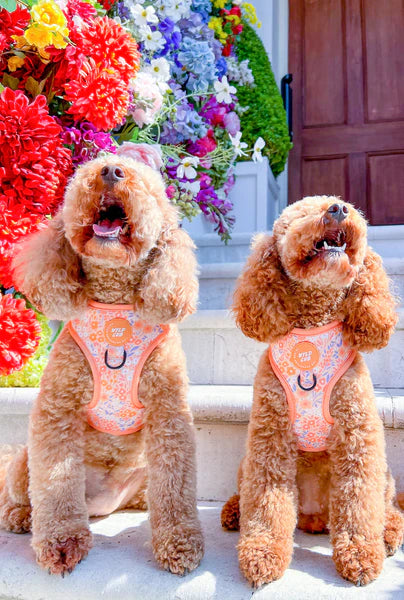 Adjustable Dog Harness | Notting Hill Buttercup