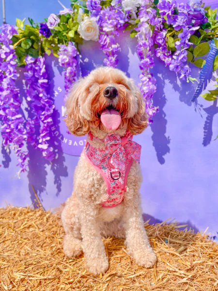 Adjustable Dog Harness | Notting Hill Rosé