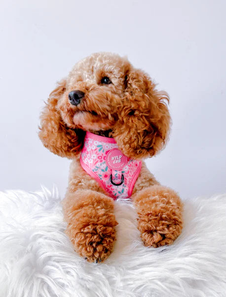 Adjustable Dog Harness | Notting Hill Rosé