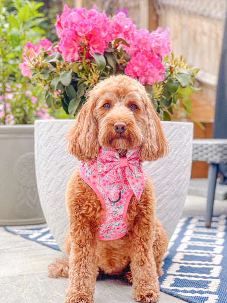 Dog Sailor Bow Tie | Notting Hill Rosé