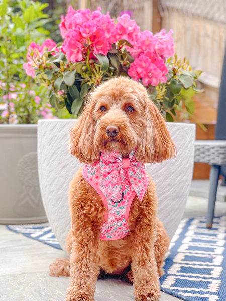 Adjustable Dog Harness | Notting Hill Rosé