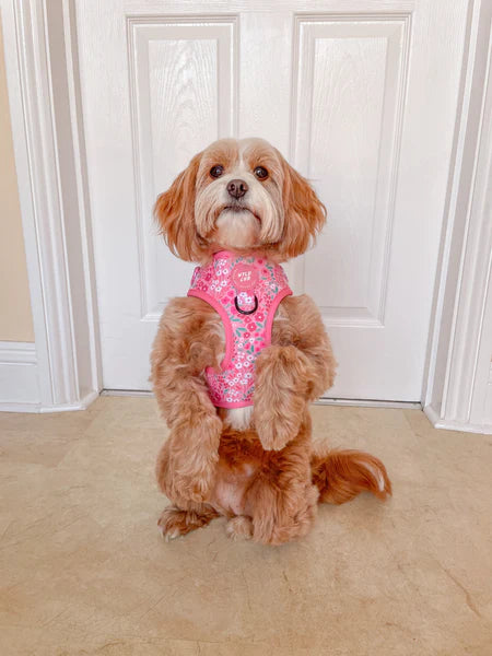 Adjustable Dog Harness | Notting Hill Rosé