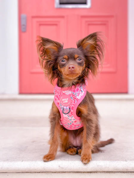 Adjustable Dog Harness | Notting Hill Rosé